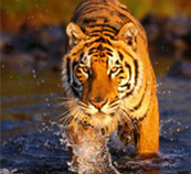 Naturaleza y vida silvestre India Tour